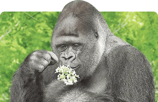 SAVE THE GREAT
                                                  APESカード