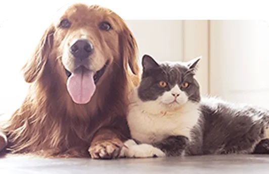 ANGELS・ライフマスターカード