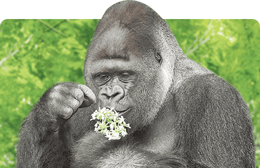 SAVE THE GREAT APESカード