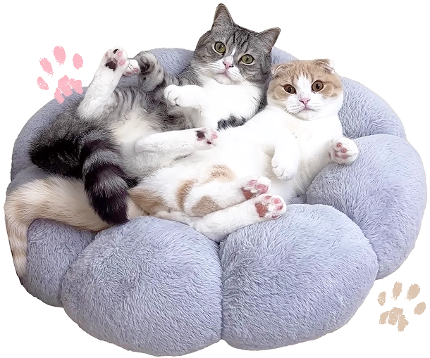こちらを向くもちまるとはなまるの写真