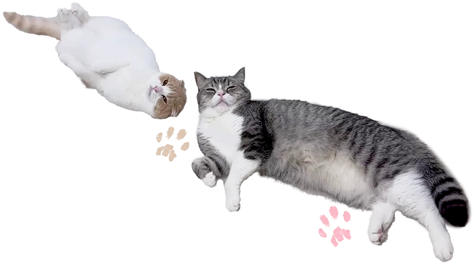 寝転がるもちまるとはなまる