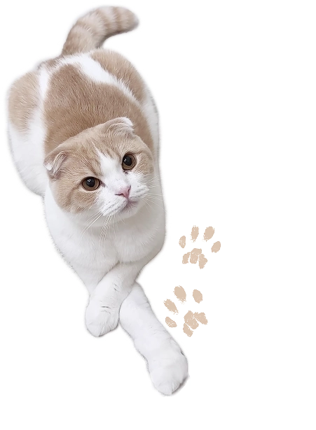 こちらを見るはなまる